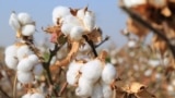  In 2021, Uzbek Forum for Human Rights found "no systemic or systematic, government-imposed forced labor during the cotton harvest,” although the group did point to discrete incidents of forced labor in several regions. Photo taken in Tashkent region, Uzb