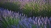 FRANCE-AGRICULTURE-LAVENDER