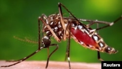 Aedes Aegypti adlı sivrisinek türünün ısırmasıyla bulaşan dang virüsü vakalarının bu yıl 12,7 milyonu aştığı Latin Amerika’da, enfeksiyondan ölenlerin sayısı bir önceki yıldaki rakamın 3,2 katına ulaştı. 