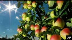 Apple Crop