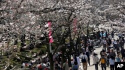 Hoa anh đào tại công viên Sumida ở Tokyo, ngày 29/3/2014.