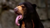 Somnang, a Malayan sun bear, sticks his tongue out as he sits in its enclosure at Edinburgh Zoo, Scotland July 7, 2010. REUTERS/David Moir/File Photo