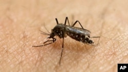 Muỗi Aedes aegypti lan truyền virus Zika (ảnh tư liệu 18/1/2016).