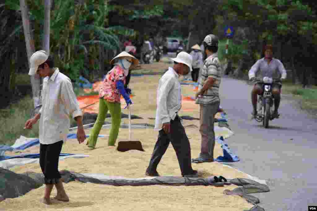 C&ocirc;ng nh&acirc;n trải l&uacute;a ra b&ecirc;n đường để phơi. 14/9/2012. (D. Schearf/VOA)