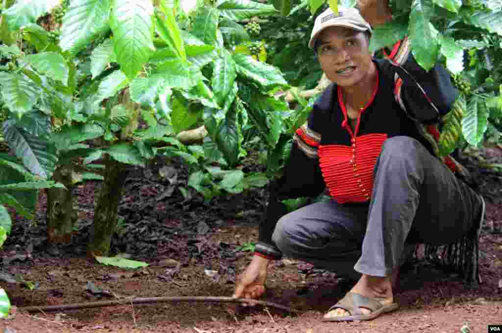 Nh&agrave; trồng c&agrave; ph&ecirc; M&atilde; Chương giới thiệu c&aacute;ch tưới nhỏ giọt. (D. Schearf/VOA) 