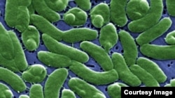 Vi khuẩn Vibrio vulnificus.