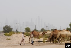 دوبئی میں ایک اونٹوں کا ایک ریوڑ اور اس کےگلہ بان ، فائل فوٹو،