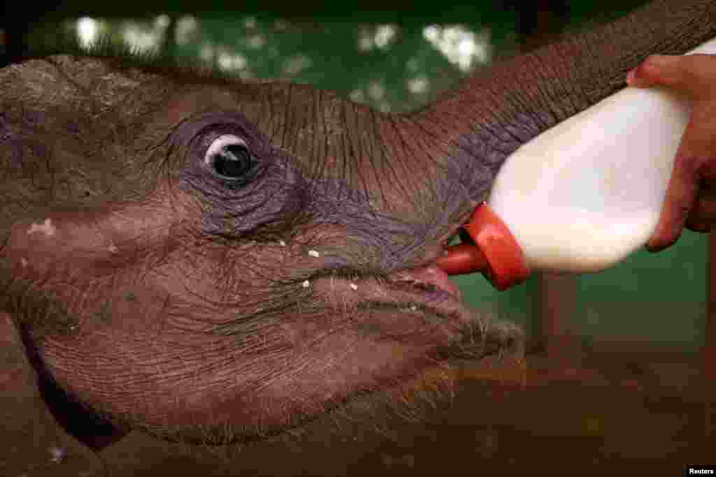 A camp staff feeds Ayeyar Sein, a four-month-old baby elephant who lost her parents to poachers, after her daily wound cleaning in Wingabaw Elephant Camp, Bago, Myanmar.